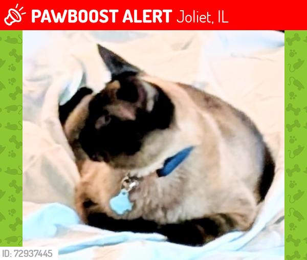 Lost Male Cat last seen Western Ave. and Clement , Joliet, IL 60435