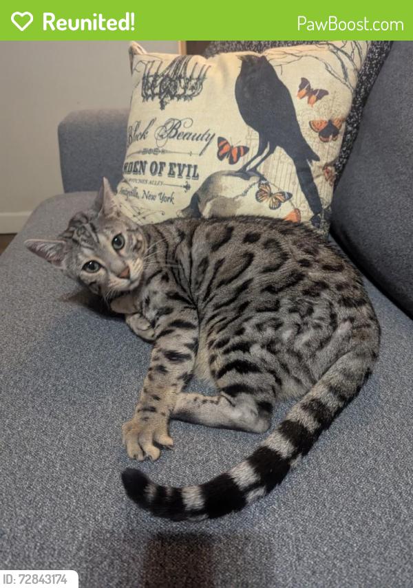 Reunited Male Cat last seen 121st/sheridan , Bixby, OK 74008