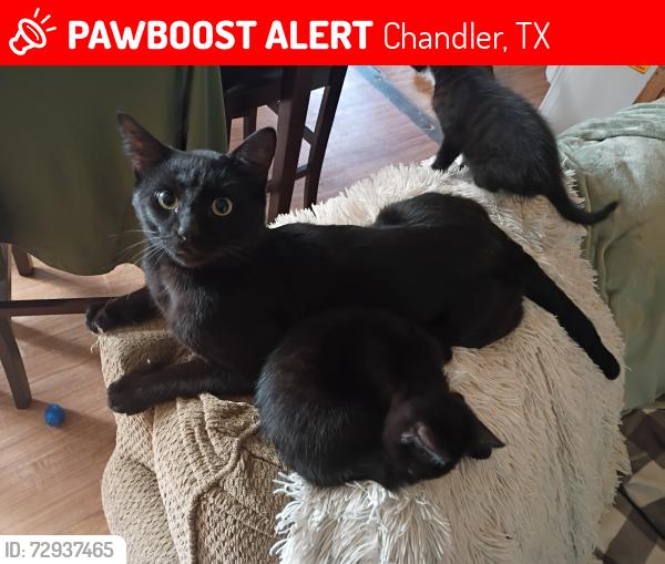 Lost Male Cat last seen Cherokee ests, Chandler, TX 75758