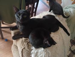 Lost Male Cat last seen Cherokee ests, Chandler, TX 75758