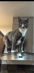 Lost Female Cat last seen Fair oaks ave, Menlo Park, CA 94025