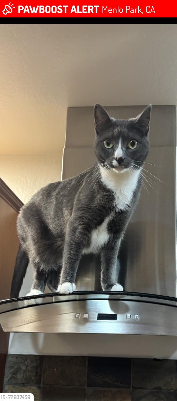 Lost Female Cat last seen Fair oaks ave, Menlo Park, CA 94025