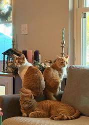 Lost Male Cat last seen Capital circle and woodville, Tallahassee, FL 32305