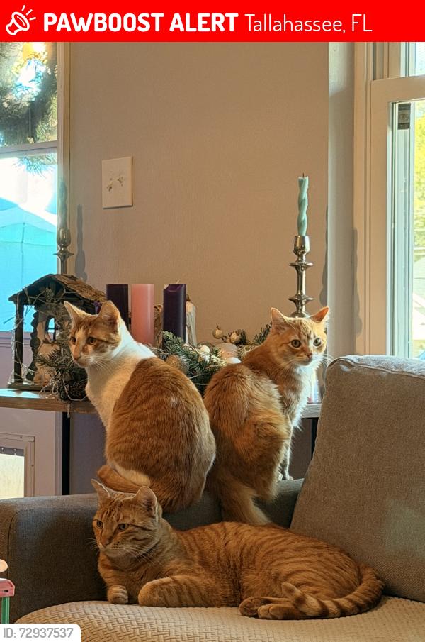 Lost Male Cat last seen Capital circle and woodville, Tallahassee, FL 32305