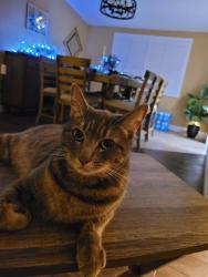 Lost Female Cat last seen Fransiquito, West Covina, CA 91790