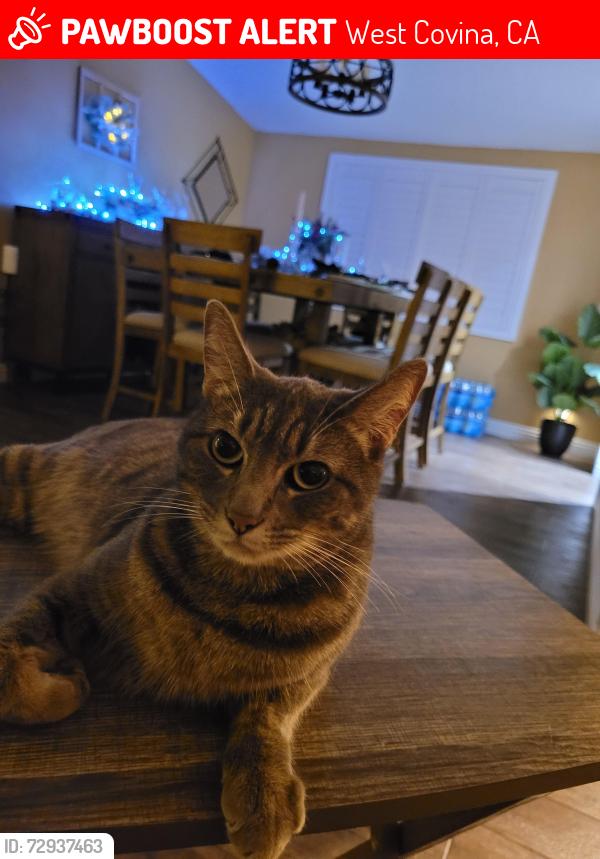 Lost Female Cat last seen Fransiquito, West Covina, CA 91790