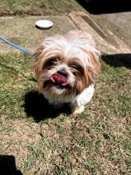 Reunited Male Dog last seen CarltonRd & Pomona Rd near Harvie Rd, Richmond, VA 23223
