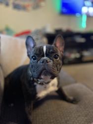 Lost Female Dog last seen Near S 2700 W, West Valley City, UT 84119
