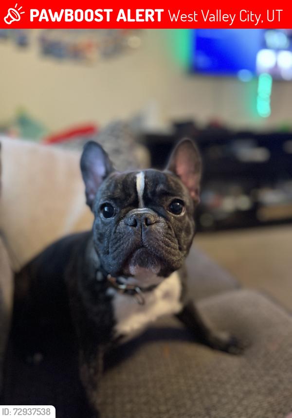Lost Female Dog last seen Near S 2700 W, West Valley City, UT 84119