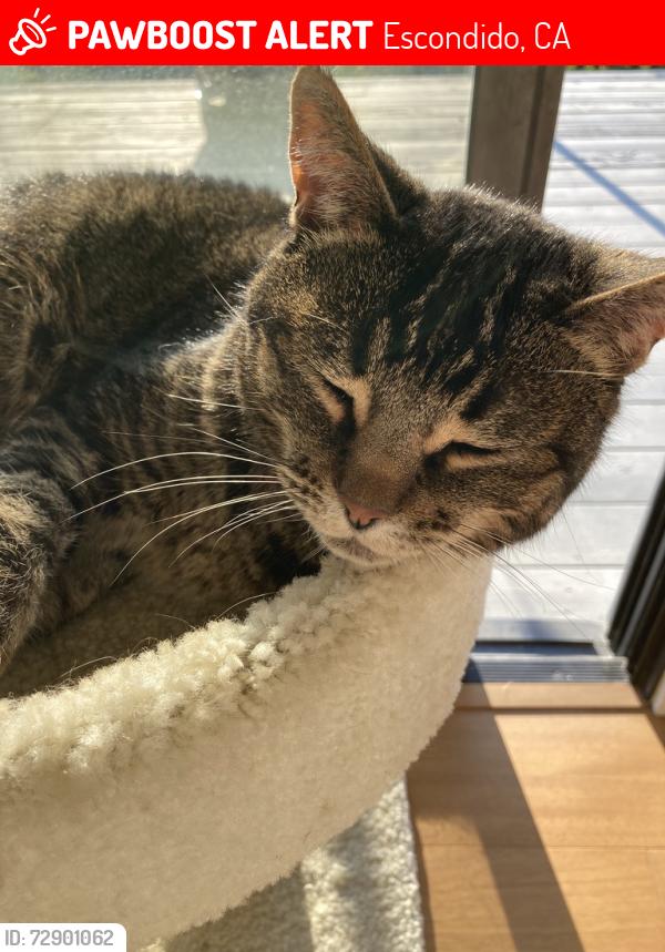 Lost Female Cat last seen Via Loma Vista, Escondido, CA 92029