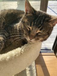 Lost Female Cat last seen Via Loma Vista, Escondido, CA 92029