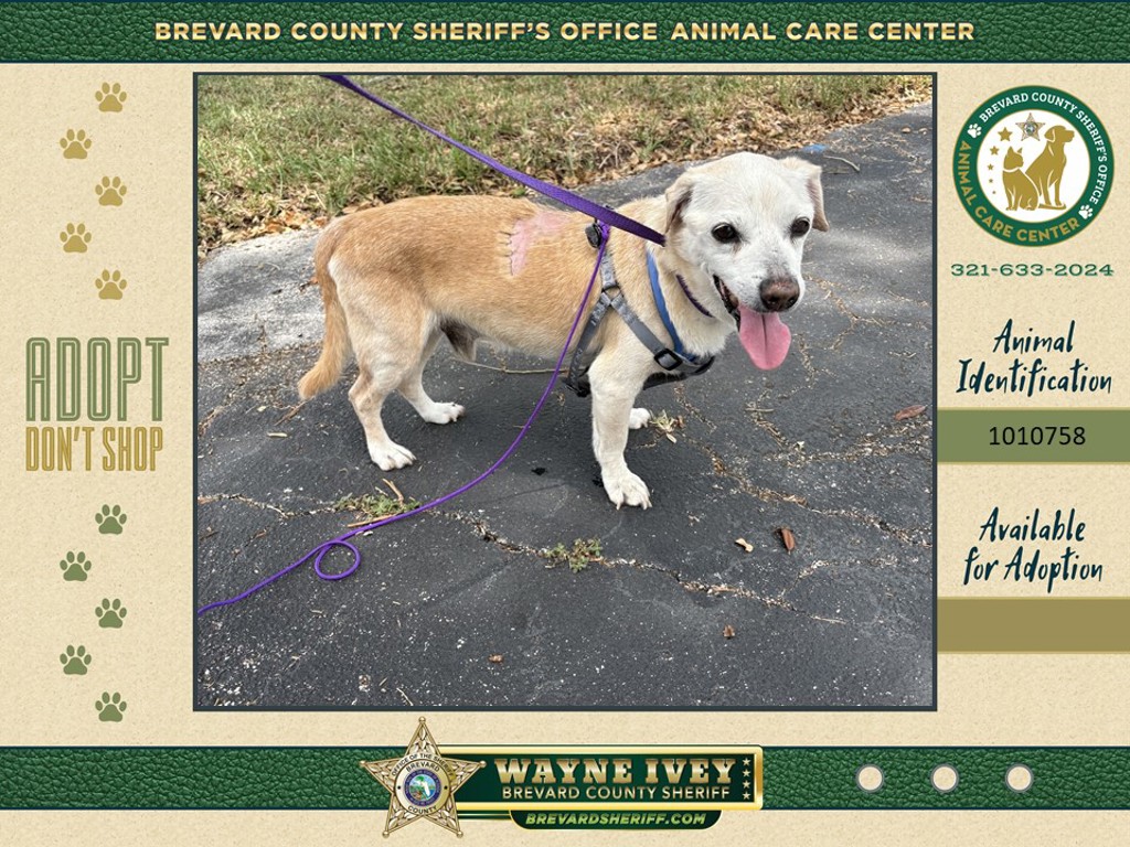 Shelter Stray Male Dog last seen Near Eaton Circle, MELBOURNE, FL, 32940, Melbourne, FL 32934