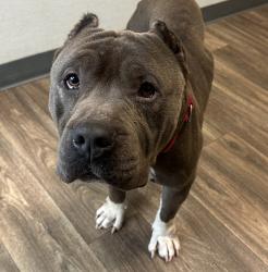 Shelter Stray Male Dog last seen Imperial Avenue, San Diego, CA, 92114, San Diego, CA 92110