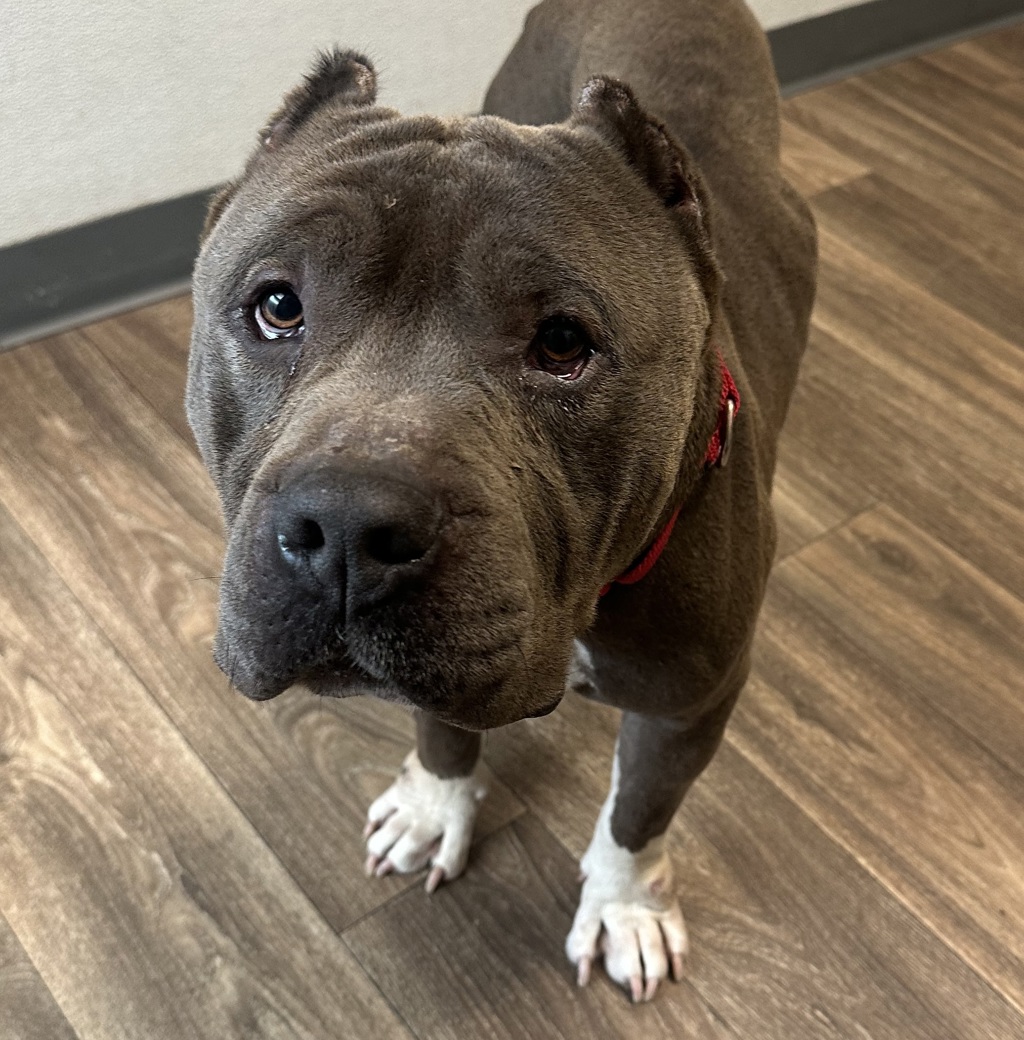 Shelter Stray Male Dog last seen Imperial Avenue, San Diego, CA, 92114, San Diego, CA 92110