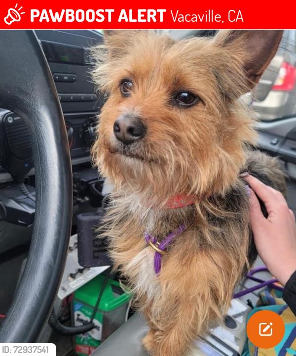 Lost Male Dog last seen Hemlock street , Vacaville, CA 95688