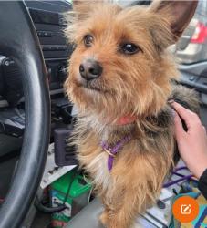 Lost Male Dog last seen Hemlock street , Vacaville, CA 95688