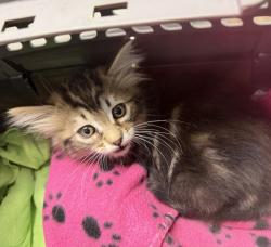 Shelter Stray Male Cat last seen Barnett Avenue, San Diego, CA, 92110, San Diego, CA 92110