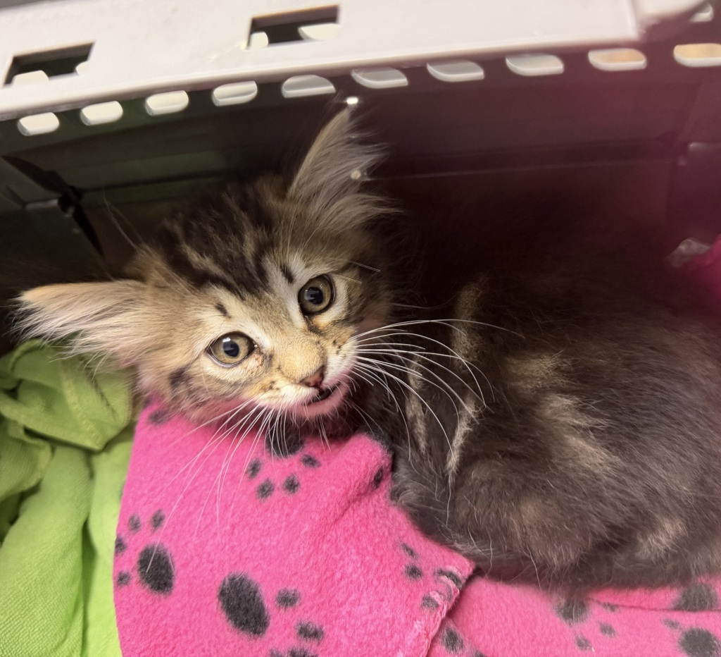Shelter Stray Male Cat last seen Barnett Avenue, San Diego, CA, 92110, San Diego, CA 92110