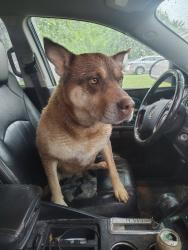 Reunited Female Dog last seen Harry and Edgemoor St, Wichita, KS 67218