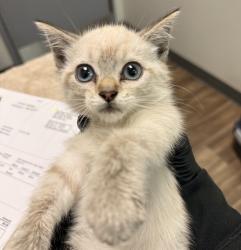 Shelter Stray Female Cat last seen Near National Ave, San Diego, CA, 92113, San Diego, CA 92110