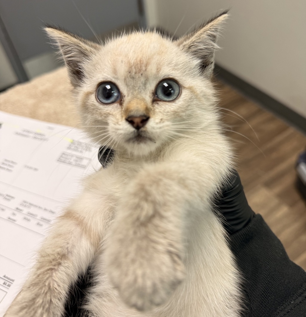 Shelter Stray Female Cat last seen Near National Ave, San Diego, CA, 92113, San Diego, CA 92110