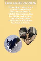 Reunited Female Dog last seen Pacoima, Los Angeles, CA, USA, Los Angeles, CA 91331