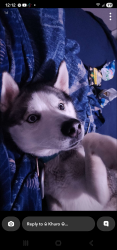 Reunited Male Dog last seen Doral dr, Doraville, GA 30360