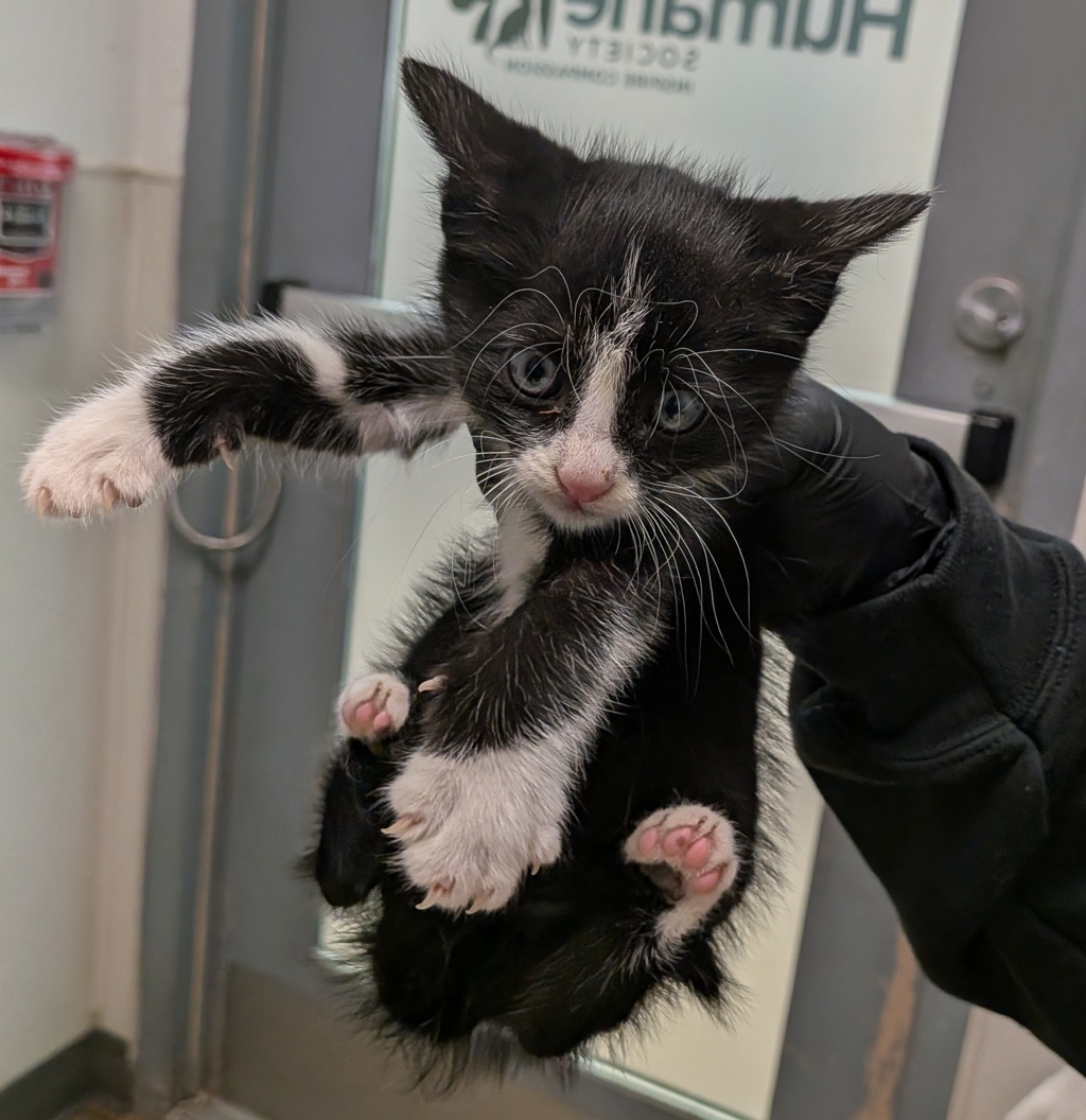Shelter Stray Male Cat last seen Crane Street, Lemon Grove, CA, 91945, San Diego, CA 92110