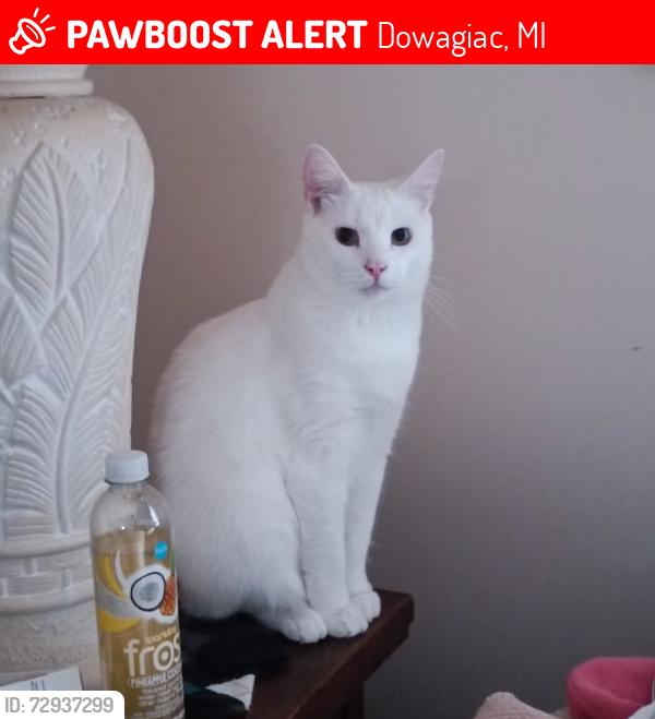 Lost Male Cat last seen Front Street/Dowagiac District Library, Dowagiac, MI 49047