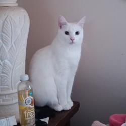 Lost Male Cat last seen Front Street/Dowagiac District Library, Dowagiac, MI 49047