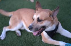 Found/Stray Male Dog last seen East Sun City West, Sun City West, AZ 85375