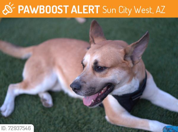 Found/Stray Male Dog last seen East Sun City West, Sun City West, AZ 85375