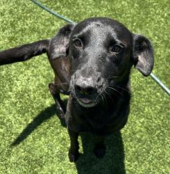 Shelter Stray Female Dog last seen Near E Park Avenue, El Cajon, CA, 92020, El Cajon, CA 92020