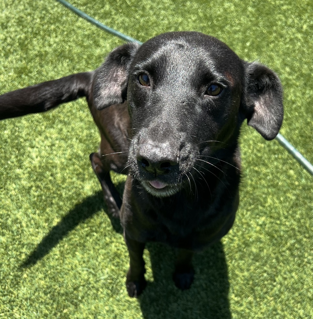 Shelter Stray Female Dog last seen Near E Park Avenue, El Cajon, CA, 92020, El Cajon, CA 92020