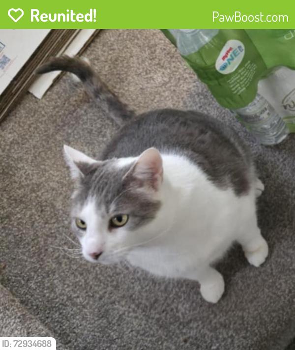 Reunited Male Cat last seen 1st st NW, Rochester , Rochester, MN 55902