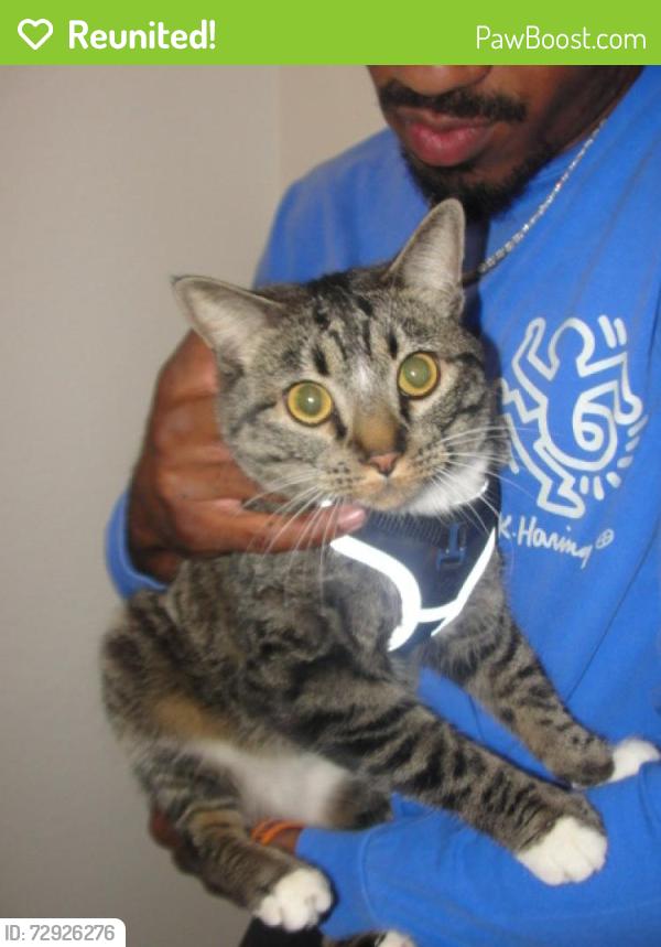 Reunited Male Cat last seen Near E Lee St, Tucson, AZ 85705, USA, Tucson, AZ 85705