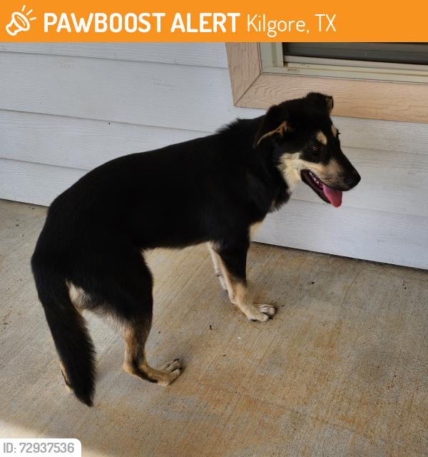 Rehomed Unknown Dog last seen Danville Rd/ Hwy 259,  east of Methodist church across from cemetery. , Kilgore, TX 75662