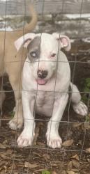Lost Male Dog last seen Beaumont u pull it, Beaumont, TX 77713