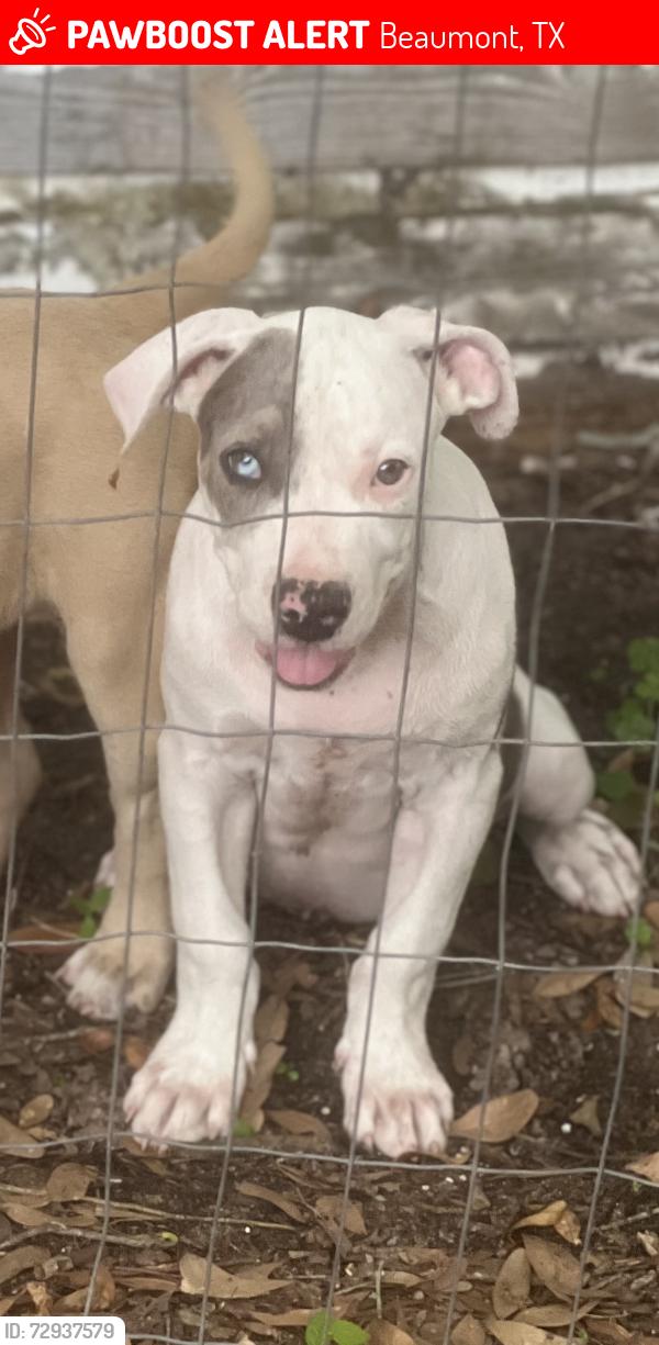 Lost Male Dog last seen Beaumont u pull it, Beaumont, TX 77713