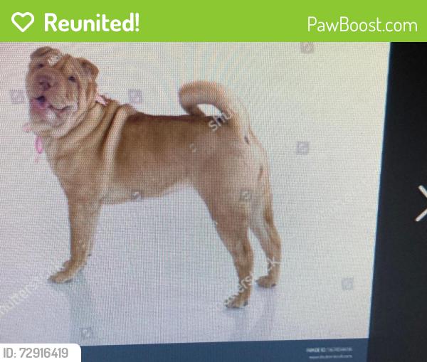 Reunited Female Dog last seen Banks, Oregon, Banks, OR 97106