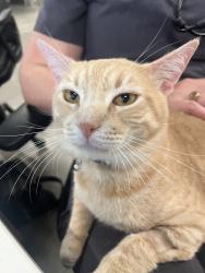 Reunited Male Cat last seen Near Fernwood Mallow Ct, Hockley, TX 77447, USA, Hockley, TX 77447