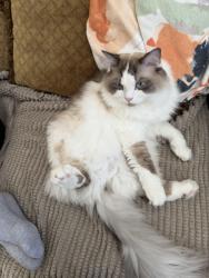 Lost Male Cat last seen Near clear springs dr Keller Tx 76248, Keller, TX 76248