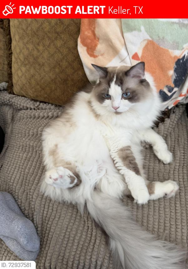 Lost Male Cat last seen Near clear springs dr Keller Tx 76248, Keller, TX 76248