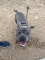 Found/Stray Unknown Dog last seen Near Rancho Camino Dr, Paramount, CA 90723, Paramount, CA 90723