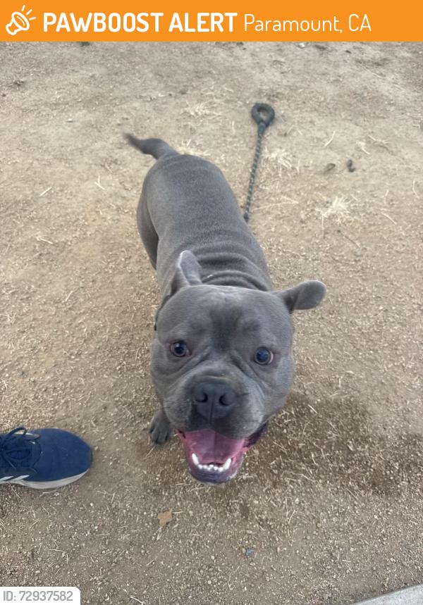 Found/Stray Unknown Dog last seen Near Rancho Camino Dr, Paramount, CA 90723, Paramount, CA 90723