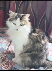 Reunited Female Cat last seen Near Lindbergh St, Wyandotte, MI 48192, USA, Wyandotte, MI 48192