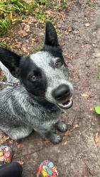 Reunited Male Dog last seen Korbus boynton, Masaryktown, FL 34604