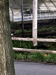 Reunited Unknown Cat last seen Near New Scotland Ave., Albany, NY 12208