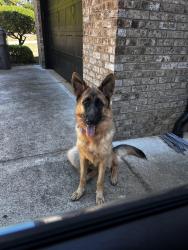 Reunited Female Dog last seen Acworth Due west Rd and Old Stilesboro Rs, Kennesaw, GA 30152
