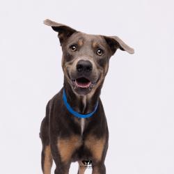 Shelter Stray Male Dog last seen , Tampa, FL 33607